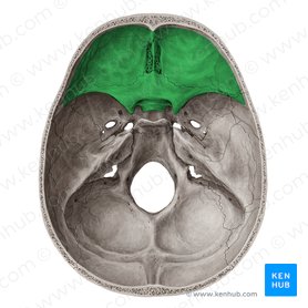 Superior view of the base of the skull: Anatomy | Kenhub