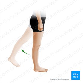 Extension of thigh (Extensio femoris); Image: Paul Kim