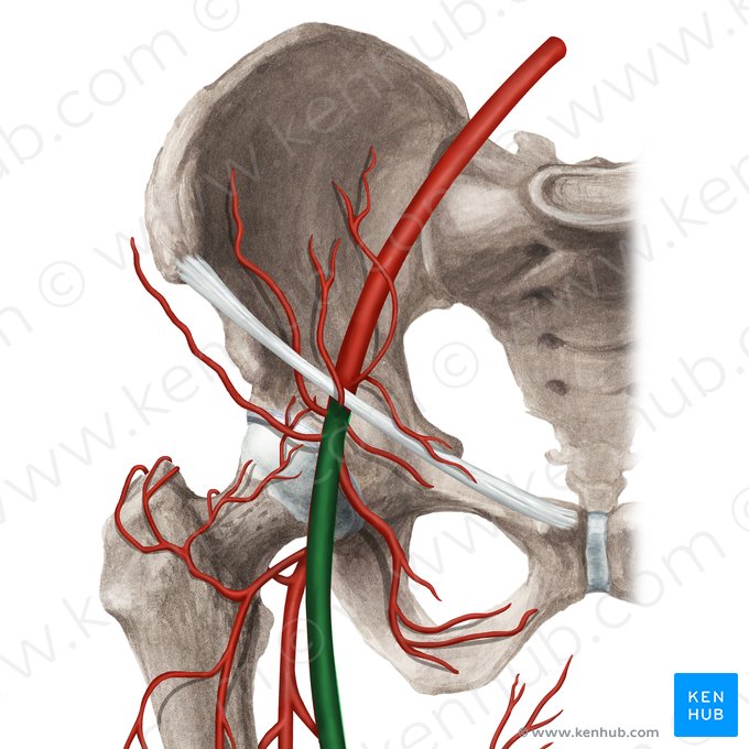 Femoral artery (Arteria femoralis); Image: Rebecca Betts