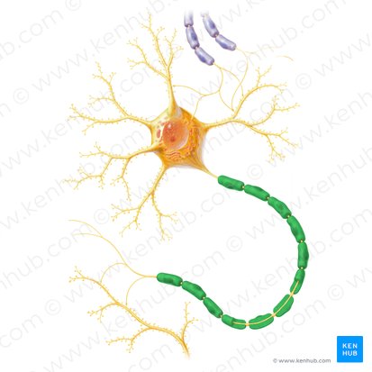 Myelin sheath (Stratum myelini); Image: Paul Kim