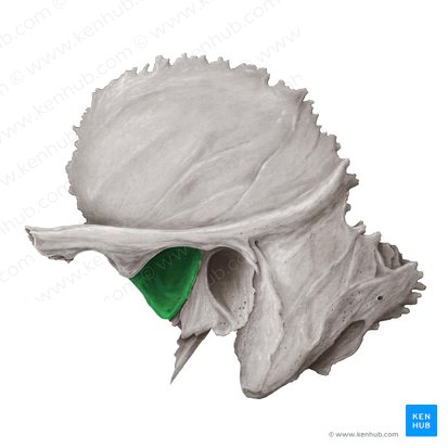 Mandibular fossa of temporal bone (Fossa mandibularis ossis temporalis); Image: Samantha Zimmerman