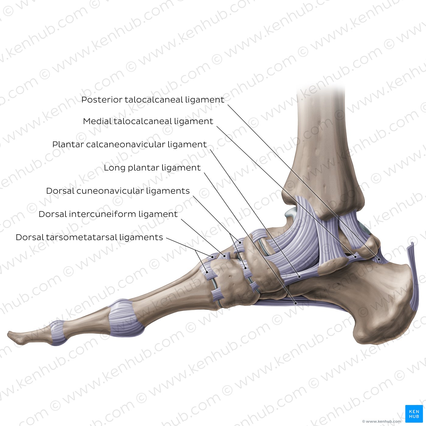 Ligaments of the foot (medial view)