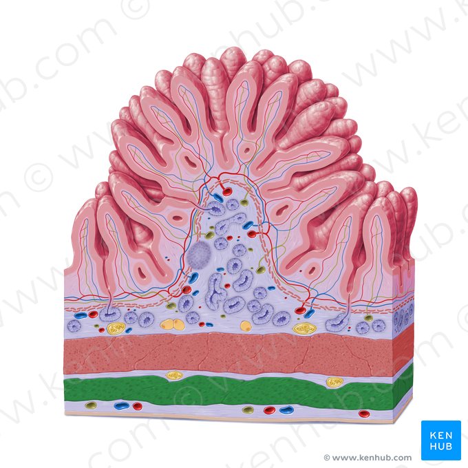 Outer longitudinal layer of muscular coat (Stratum longitudinale externum tunicae muscularis); Image: Paul Kim