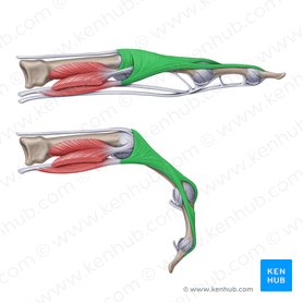 Expansão digital dorsal da mão (Aponeurosis extensoria manus); Imagem: Paul Kim