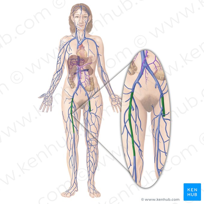 Veine fémorale (Vena femoralis); Image : Begoña Rodriguez