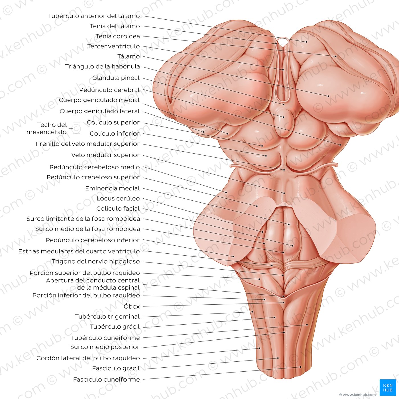 Perspectiva posterior del tronco encefálico