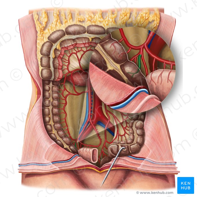 Arteria cecal anterior (Arteria caecalis anterior); Imagen: Irina Münstermann