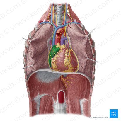 Atrio derecho (Atrium dextrum cordis); Imagen: Yousun Koh