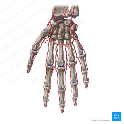 Deep palmar arch (Arcus palmaris profundus); Image: Yousun Koh