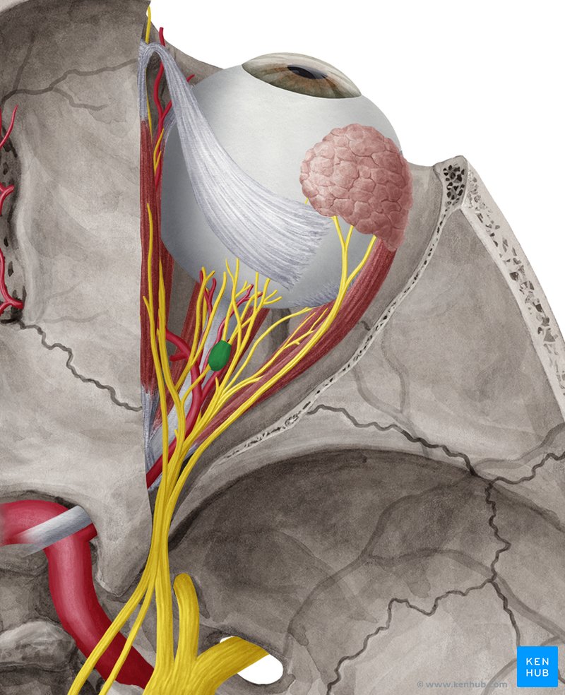 Ciliary ganglion