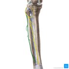 Superficial fibular (peroneal) nerve