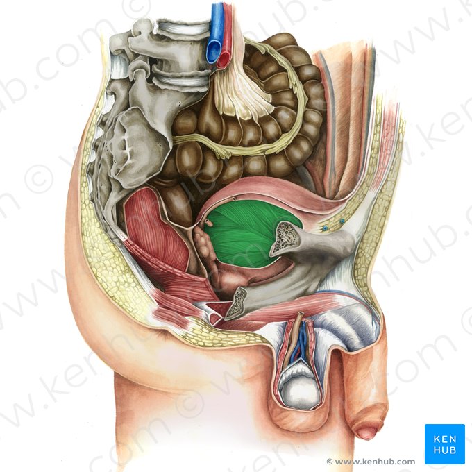 Urinary bladder (Vesica urinaria); Image: Irina Münstermann