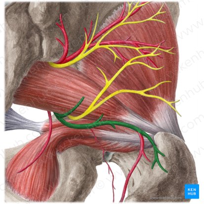 Inferior gluteal artery (Arteria glutea inferior); Image: Liene Znotina