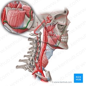 Facial artery: Anatomy, branches and clinical points | Kenhub