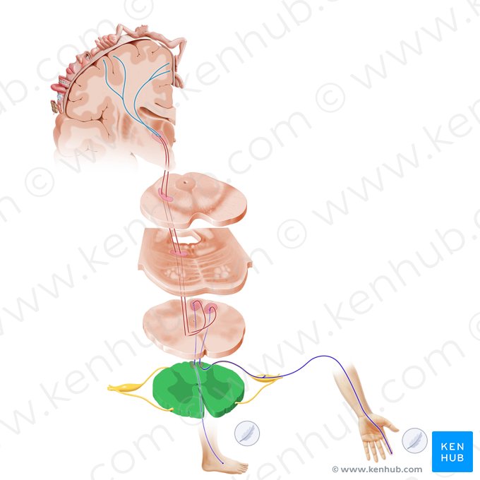 Parte cervical da medula espinal (Pars cervicalis medullae spinalis); Imagem: Paul Kim