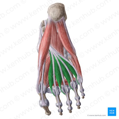 Músculos lumbricais do pé (Musculi lumbricales pedis); Imagem: Liene Znotina