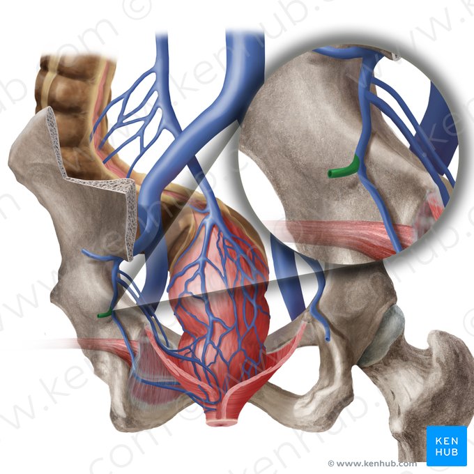 Inferior gluteal vein (Vena glutea inferior); Image: Begoña Rodriguez