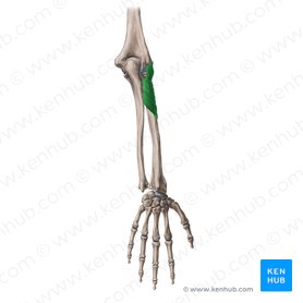 Supinator muscle (Musculus supinator); Image: Yousun Koh