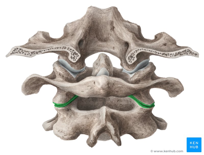 Lateral atlantoaxial joint (Articulatio atlantoaxialis lateralis)