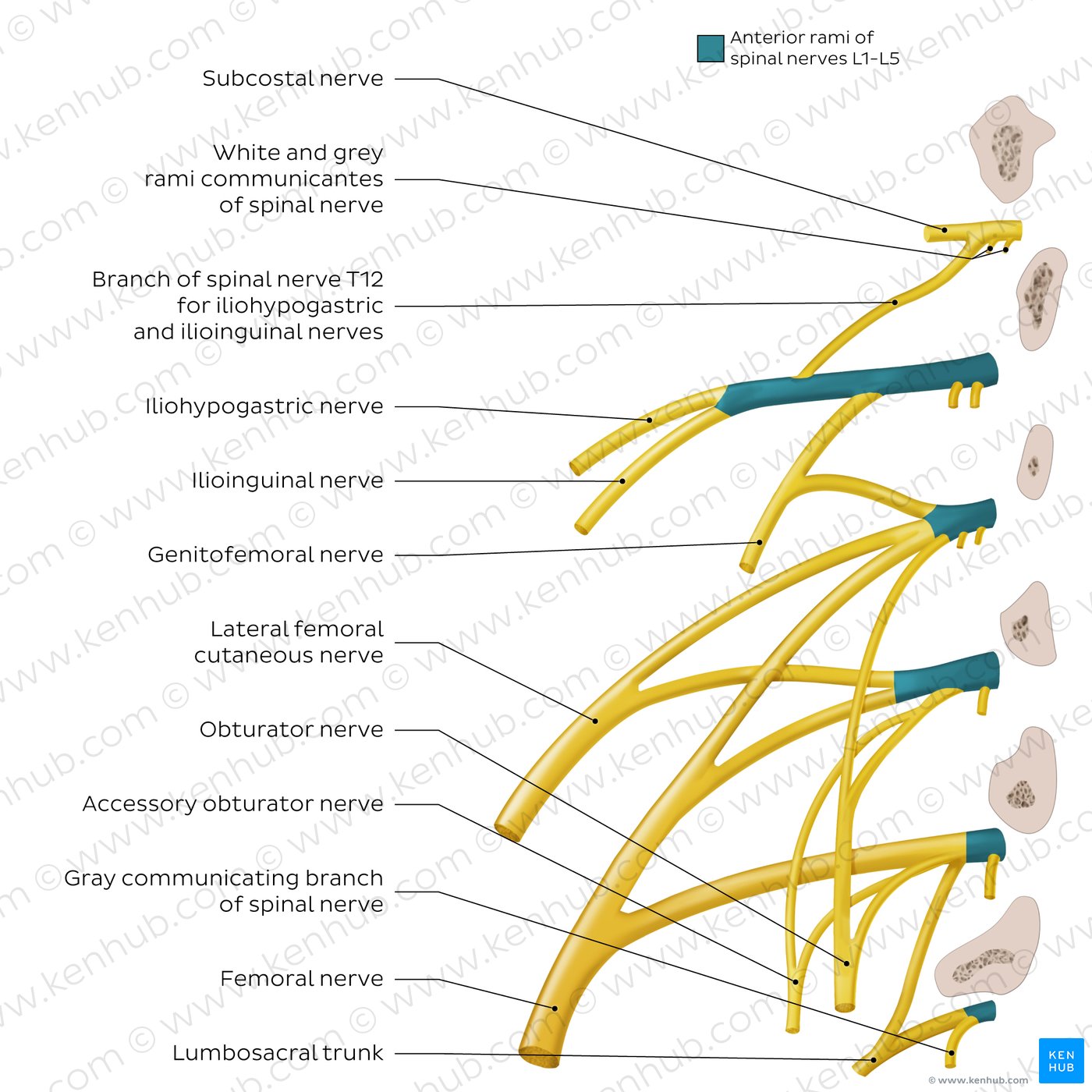 Anatomy of the lumbar plexus
