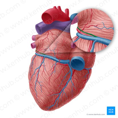 Vena oblicua del atrio izquierdo (Vena obliqua atrii sinistri); Imagen: Yousun Koh