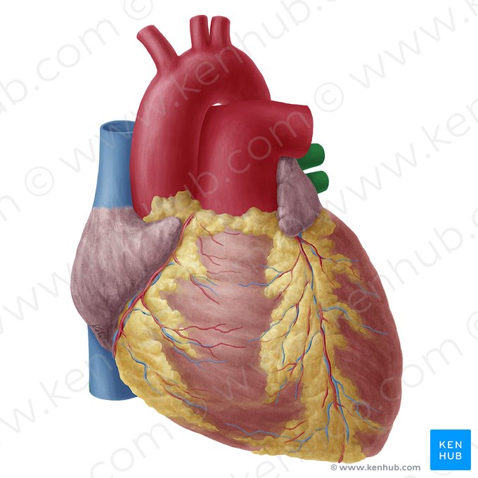 Veias pulmonares esquerdas (Venae pulmonales sinistrae); Imagem: Yousun Koh