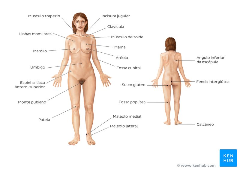 Anatomia de superfície feminina - vistas anterior e posterior