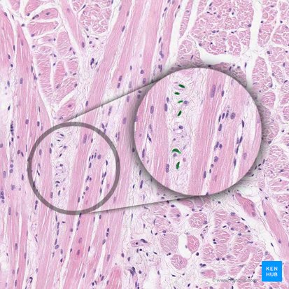 Fibroblast nucleus (Nucleus fibroblasti); Image: 