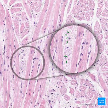 Núcleo de fibroblasto (Nucleus fibroblasti); Imagem: 