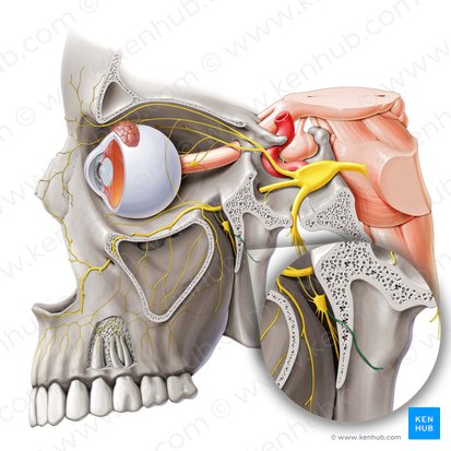 Pharyngeal nerve (Nervus pharyngeus); Image: Paul Kim