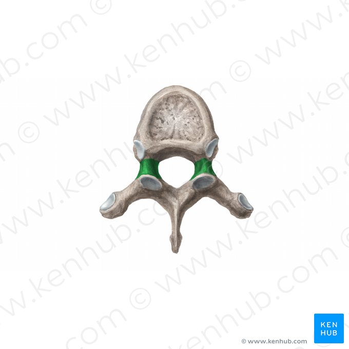 Pedicle of vertebral arch (Pediculus arcus vertebrae); Image: Begoña Rodriguez