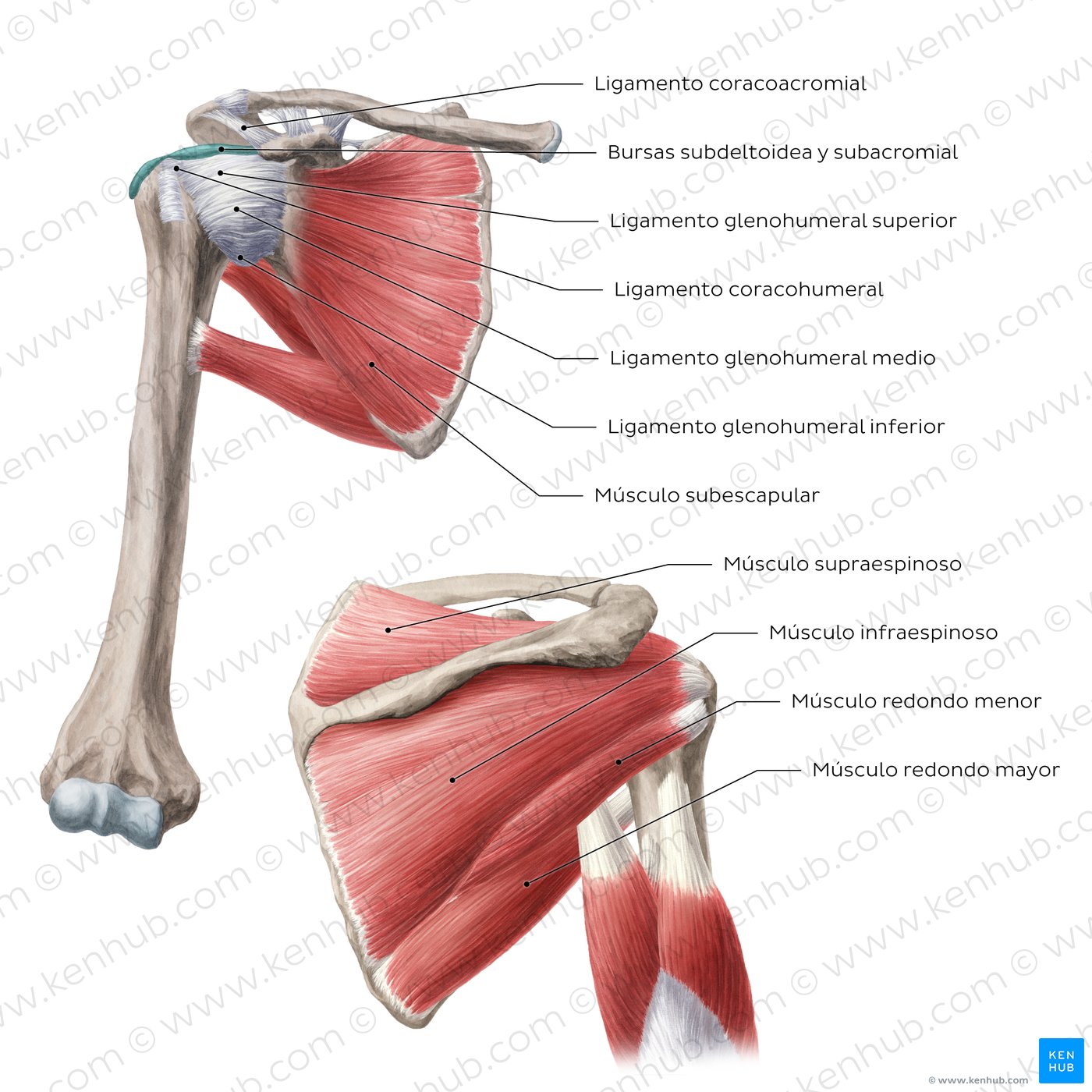 Articulación glenohumeral (del hombro) - visión general