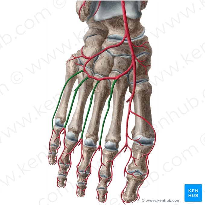 Arterias metatarsianas dorsales (Arteriae metatarseae dorsales); Imagen: Liene Znotina