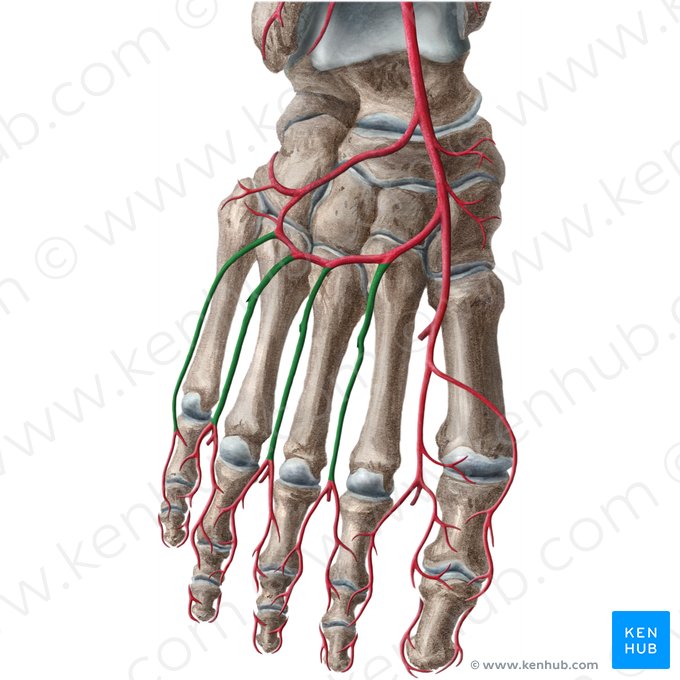 Dorsal metatarsal arteries (Arteriae metatarseae dorsales); Image: Liene Znotina