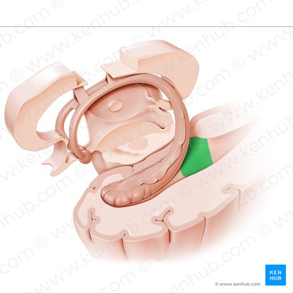Trígono colateral (Trigonum collaterale); Imagen: Paul Kim