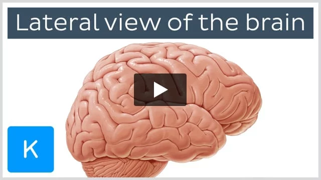 The Cerebrum - Lobes - Vasculature - TeachMeAnatomy