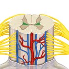 Sympathetic nervous system