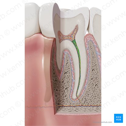 Canal radicular (Canalis radicis dentis); Imagen: Paul Kim