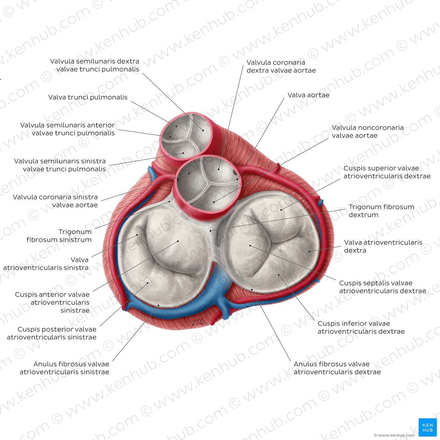 XdrV5pLVvxVy01j66kOCgw_heart-valves_latin.jpg