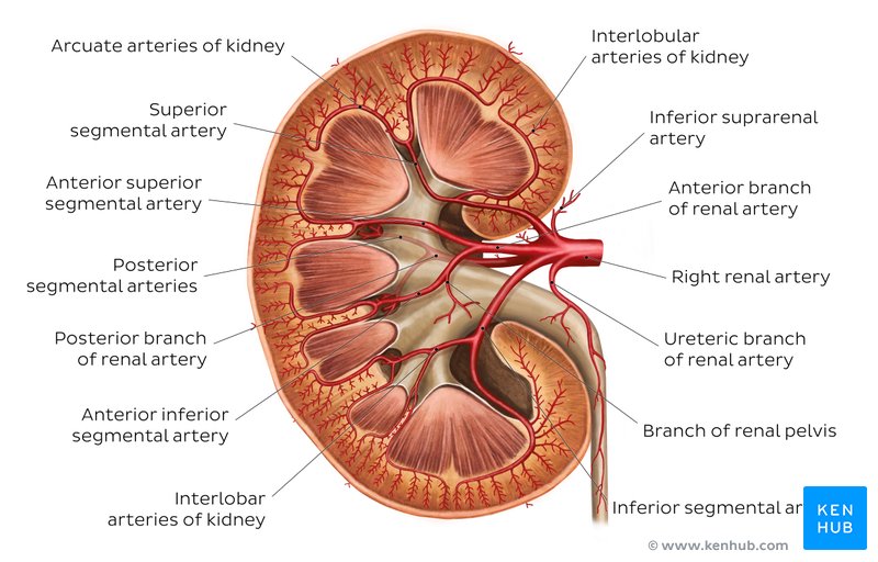Blood supply of the kidney: Labeled diagram.