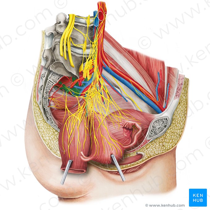 Plexo sacral (Plexus sacralis); Imagem: Irina Münstermann