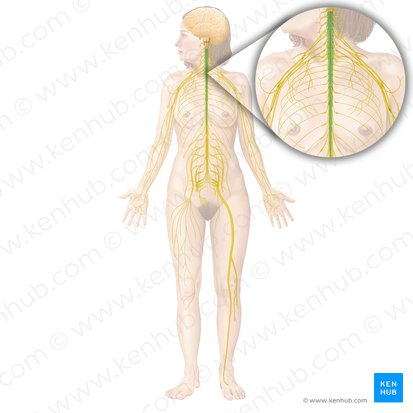 Medulla spinalis (Rückenmark); Bild: Begoña Rodriguez