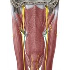 Superior laryngeal nerve