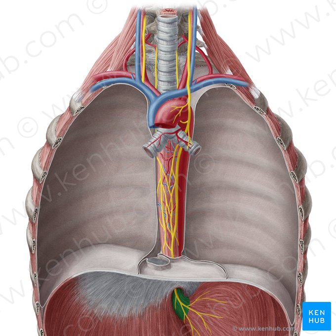 Porção abdominal do esôfago (Pars abdominalis oesophagi); Imagem: Yousun Koh