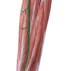 Arteria tibialis posterior