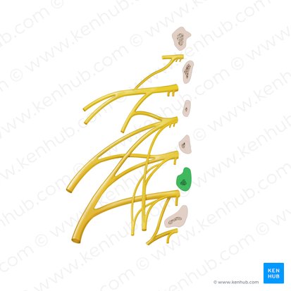 Vertebra L4; Image: Begoña Rodriguez