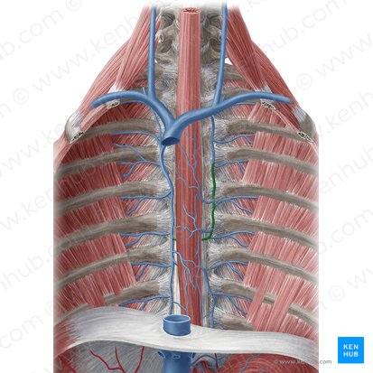 Vena hemiácigos accesoria (Vena hemiazygos accessoria); Imagen: Yousun Koh