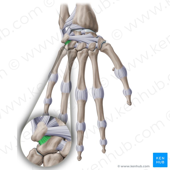 Dorsal triquetrohamate ligament (Ligamentum triquetrohamatum dorsale); Image: Paul Kim