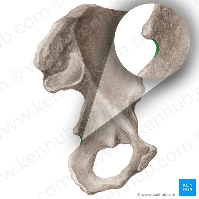 Incisura ischiadica minor ossis coxae (Kleiner Einschnitt des Hüftbeins); Bild: Liene Znotina
