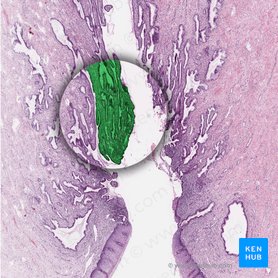 Simple epithelium: Location, function, structure | Kenhub